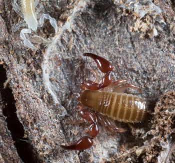 Media type: image; Invertebrate Zoology 144065